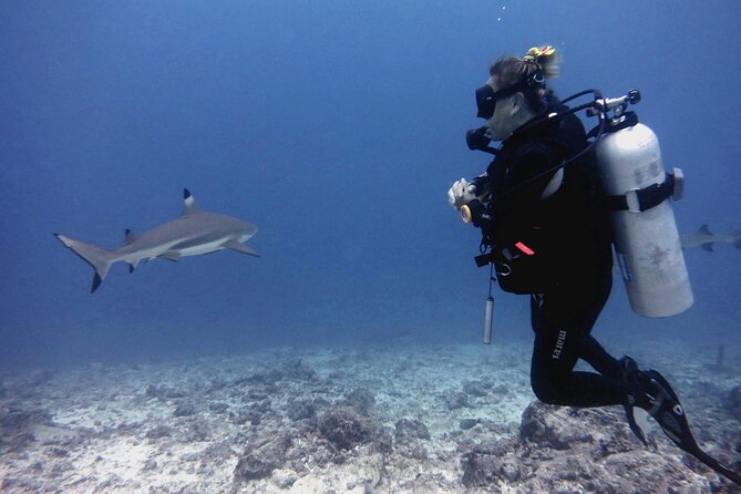 2 Tank (1 Day) Guided Diving for Certified Divers - Denarau Marina - Leaving Denarau Marina at 8:30 am
