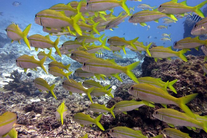 2 Tank (1 Day) Guided Diving for Certified Divers - Denarau Marina - The 40 to 45 minute ride to the Mamanuca Islands