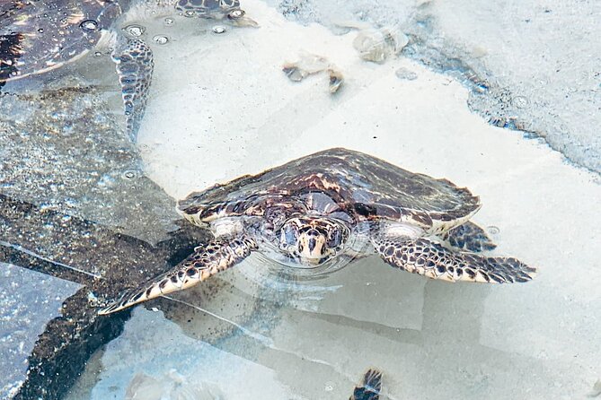 Beachcomber Island Day Trip Fiji's Authentic Island Experience - Turtle pond and the island’s gentler side