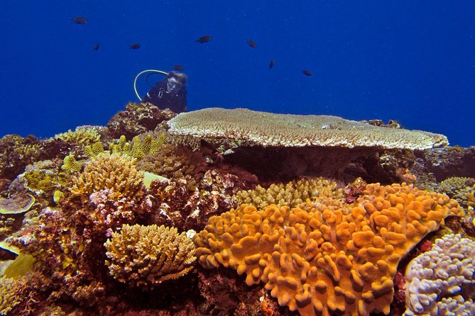 Certified Scuba Diving with Whitetip Marine Adventures team - Key points to know before booking