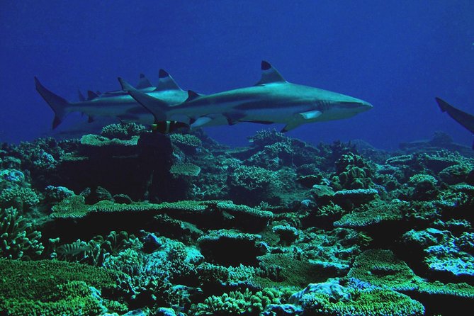 Certified Scuba Diving with Whitetip Marine Adventures team - Marine life worth watching for