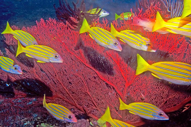 Certified Scuba Diving with Whitetip Marine Adventures team - Why the small group improves the experience