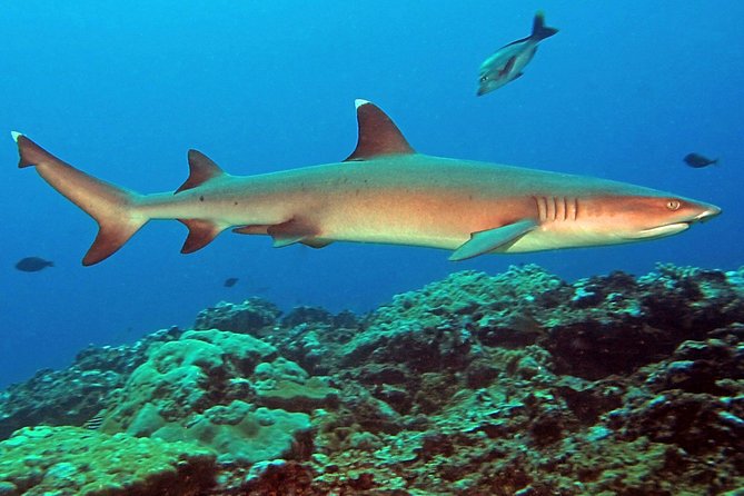 Certified Scuba Diving with Whitetip Marine Adventures team - Equipment, snacks, and what to pack