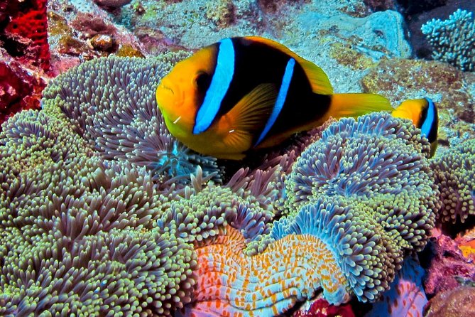 Certified Scuba Diving with Whitetip Marine Adventures team - Is $221.07 a fair price?