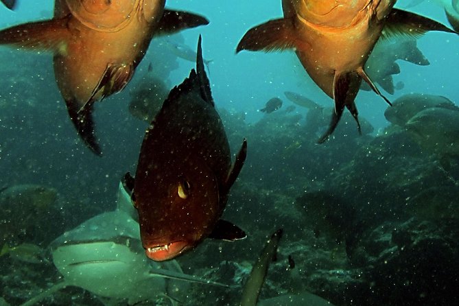 Certified Scuba Diving with Whitetip Marine Adventures team - Timing, pickup, and cancellation details