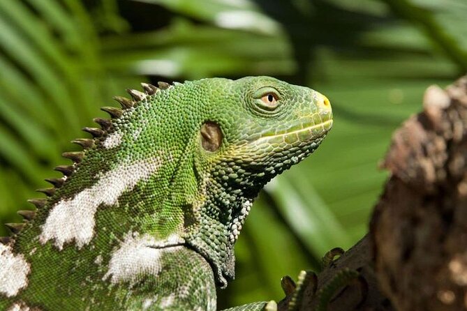 "Discover Fiji's Hidden Gems: Eco Park, Pottery Village & Dunes!" - Guides can shape the whole experience