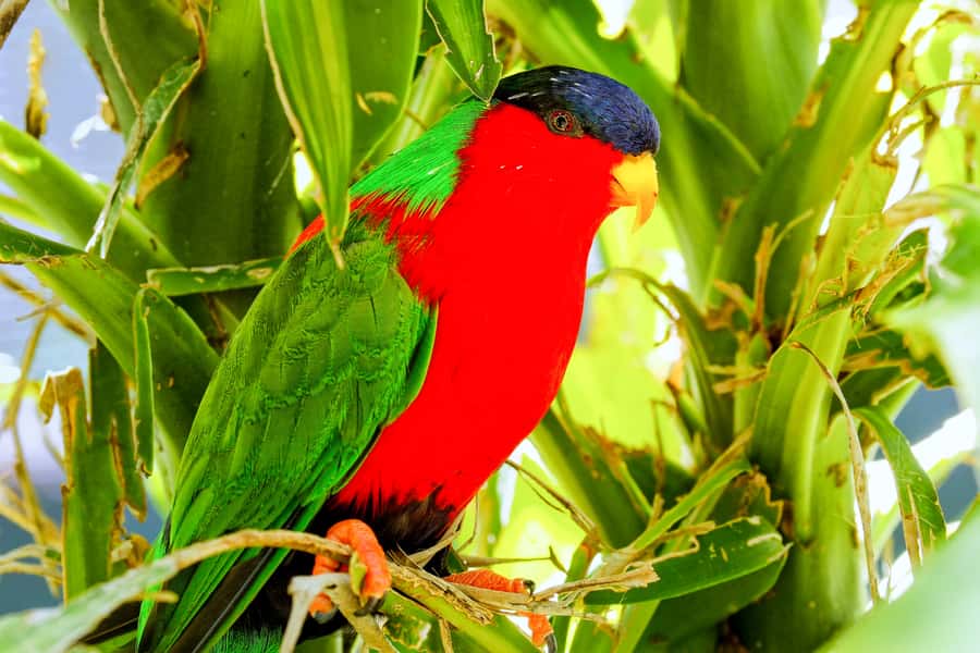 Discover Fijian Culture and Reptiles - Shri Radha Krishna Temple and Fiji’s Indian heritage