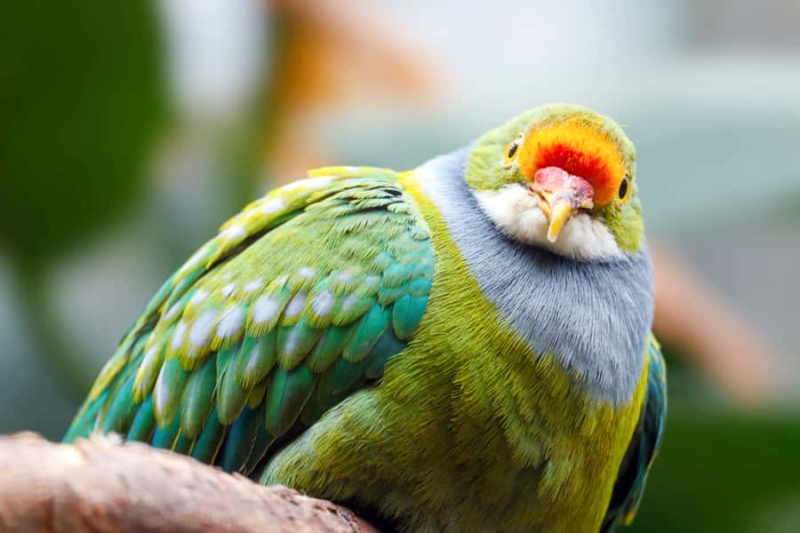 Discover Fijian Culture and Reptiles - Sigatoka Market and Tappoo: useful time in town