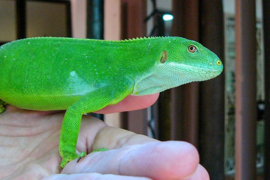 Discover Fijian Culture and Reptiles - Two hours at Sigatoka Sand Dunes