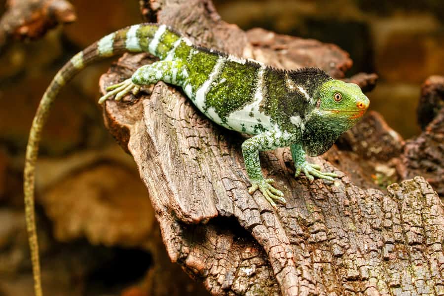 Discover Fijian Culture and Reptiles - Pickup from Nadi, Denarau, Lautoka, and the Coral Coast