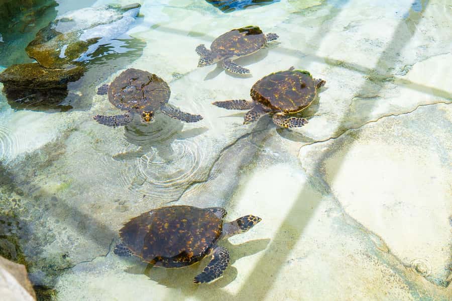 Fiji: Beachcomber Island Day Cruise with Snorkelling - Booking flexibility and practical details