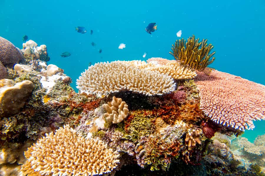 Fiji: Captain Cook Cruises - Island & Reef Day Trip - FAQ