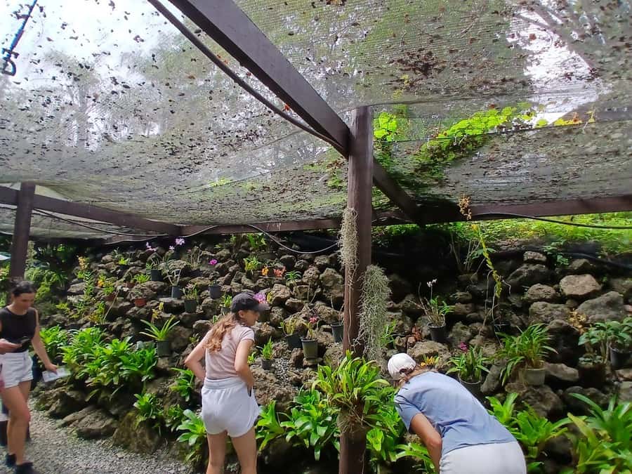 FIJI: Garden of the Sleeping Giant Tour - From Nadi to the foothills of the Sleeping Giant