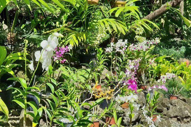 Fiji Lautoka Shore Excursions Tour - What the $84.66 price really covers