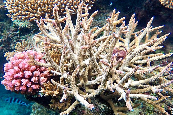 Fiji’s Best Dolphins tour and Snorkeling Adventure - From Nadi to Rakiraki by road