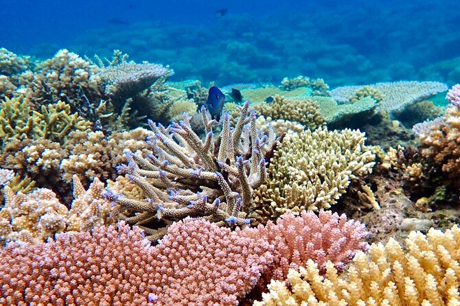 Fiji’s Best Dolphins tour and Snorkeling Adventure - Traditional hand-line fishing in Fiji