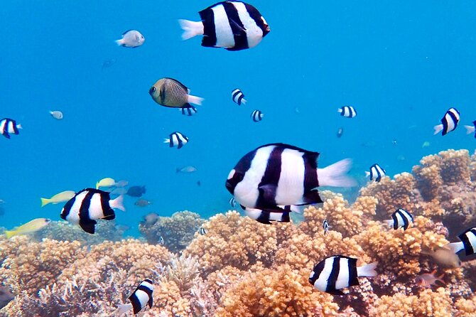 Fiji’s Best Dolphins tour and Snorkeling Adventure - A private outing with mixed boat feedback