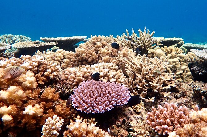 Fiji’s Best Dolphins tour and Snorkeling Adventure - Speedboat searches for Pacific dolphins