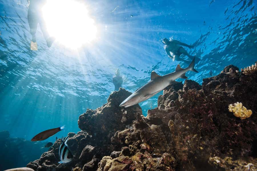 Fiji: Ultimate Encounters Snorkel with Sharks and Lunch - Meeting Black Tip and White Tip Reef Sharks