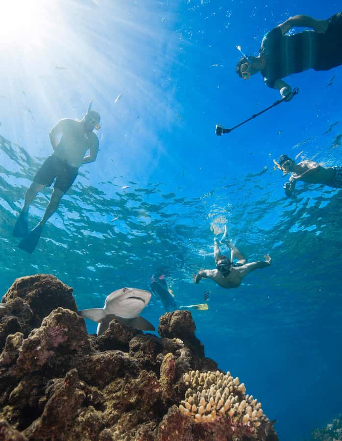 Fiji: Ultimate Encounters Snorkel with Sharks and Lunch - Buffet lunch and five hours on the island