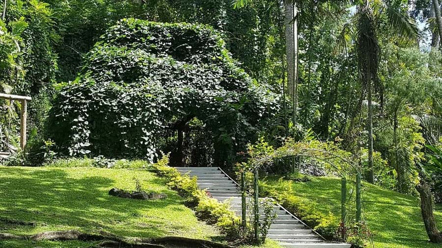Garden of Sleeping Giant with Sabeto Hotspring Mudpool Tour - What the $47 price really includes