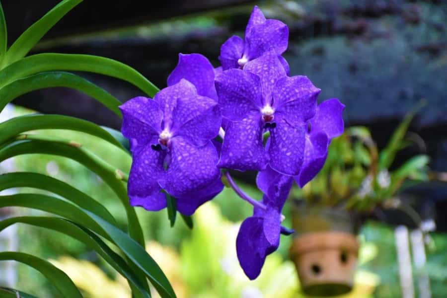 Garden of Sleeping Giant with Sabeto Hotspring Mudpool Tour - The drive through Sabeto Valley