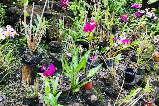 Half Day Nadi Sightseeing & Mud Pool Tour - Sabeto Hot Springs and Mud Pool: the messy finale