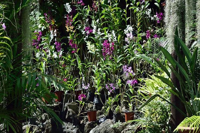 Half Day Sightseeing - Wonders of Nadi Tour - Key points at a glance