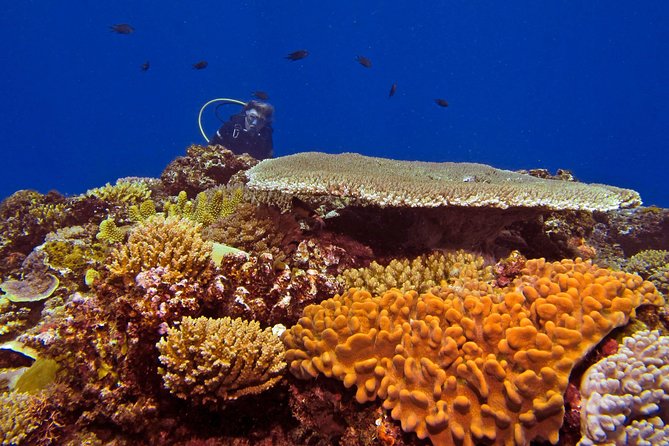Introductory Scuba Dive experience - Whitetip Marine Adventures - Two guided sessions over Fiji’s reef