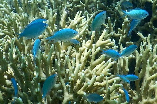 Introductory Scuba Dive experience - Whitetip Marine Adventures - Who should book this Fiji activity?