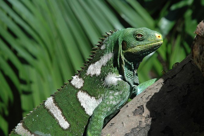 Kula Eco Park Admission - What Kula WILD Adventure Park is really like