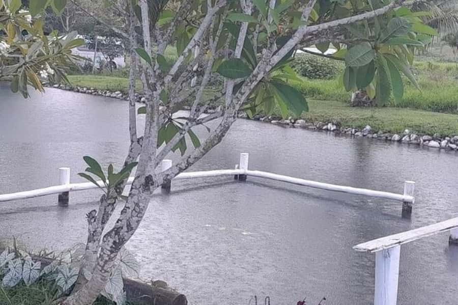 Nadi: Garden Village Hot Spring & Temple Highlights Tour - Guides, drivers, and the feel of the road journey