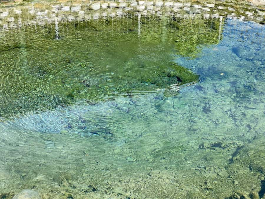 Nadi: Mud Pool and Hot Spring Private Tour - Is $49 good value?