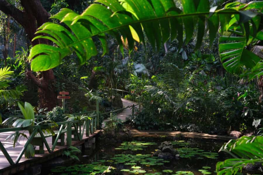 NADI-SABETO: Exquisite Orchid Garden with Hotspring Mudpool - Is $59 good value?