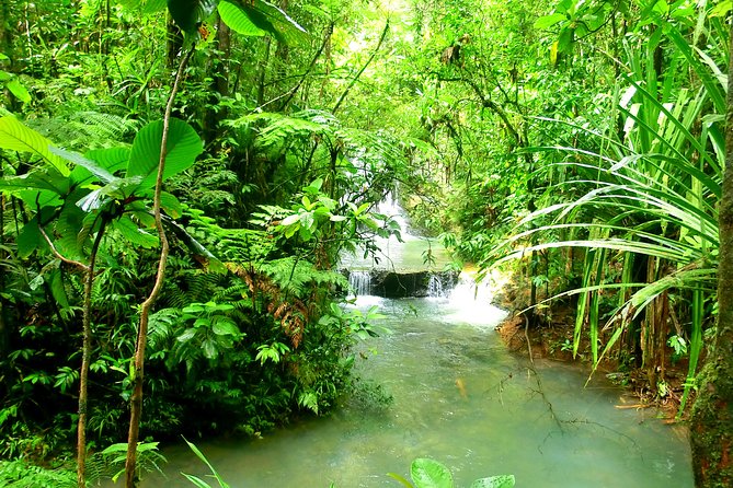 Private Suva Nature and Waterfall Tour - What the guides add to the morning