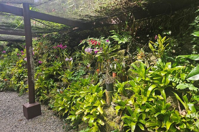 Private Tour: Best of Nadi Highlights - Mud, heat, and the Sabeto hot springs