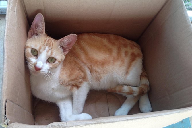 Shelter Visit & Tour - What Happens During the 9:00 a.m. Visit