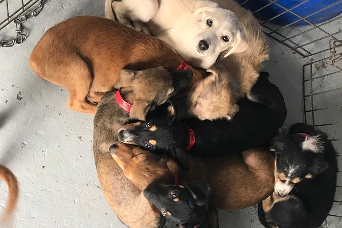 Shelter Visit & Tour - A Look at Animal Care in Fiji