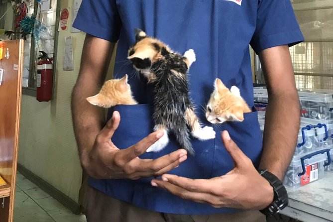 Shelter Visit & Tour - The Fresh Coconut and Tote Bag