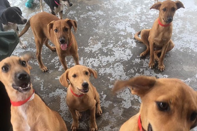 Shelter Visit & Tour - Pickup, Timing, and the Booking Tip That Matters