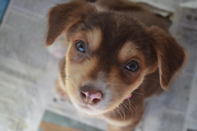 Shelter Visit & Tour - The Animals Come First