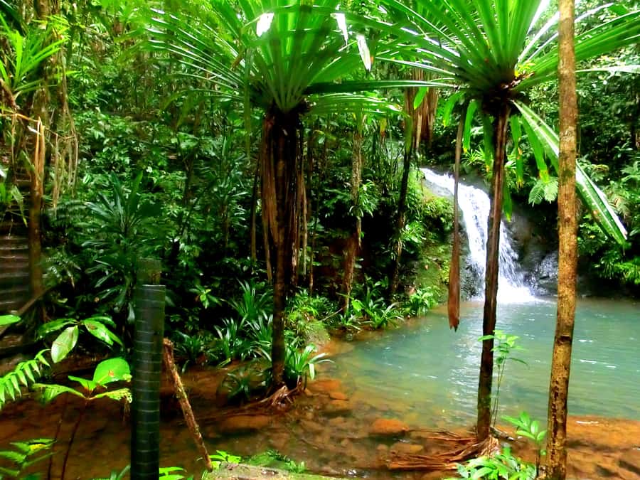 Suva: Fijian Nature and Waterfall Tour - The forest walk is beautiful but not effortless