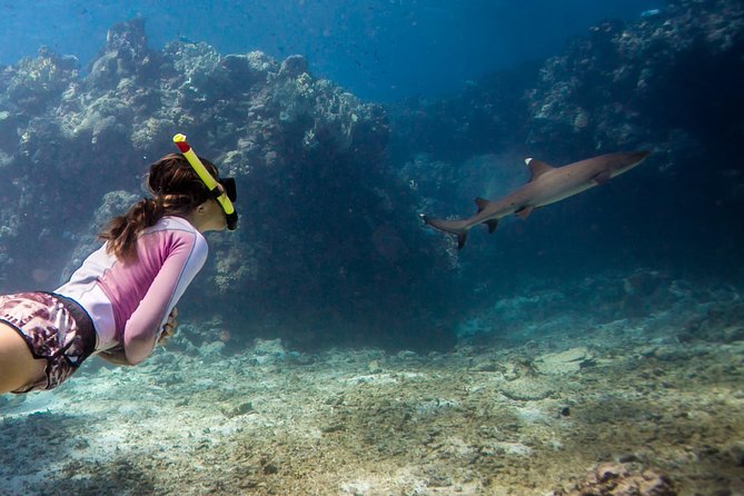 Ultimate Encounter Snorkel with Sharks in Fiji - Key points before you book