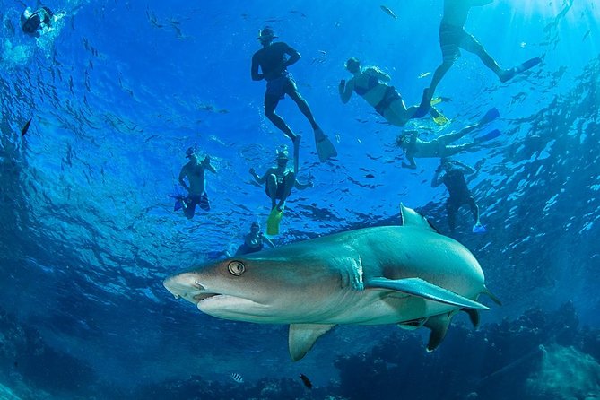 Ultimate Encounter Snorkel with Sharks in Fiji - From Denarau to Barefoot Kuata