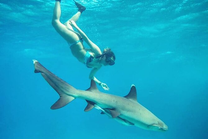 Ultimate Encounter Snorkel with Sharks in Fiji - Safety, confidence, and responsible snorkeling