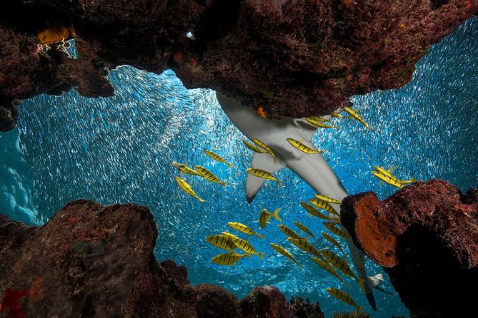 Ultimate Encounter Snorkel with Sharks in Fiji - Arriving at Kuata Island