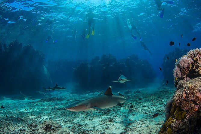 Ultimate Encounters Package - 2 Days | 1 Night - Leaving Nadi for the Yasawa Islands