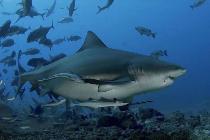 Ultimate Shark Encounter Two Tank Dive at The World Famous Beqa Lagoon - Key details before you book