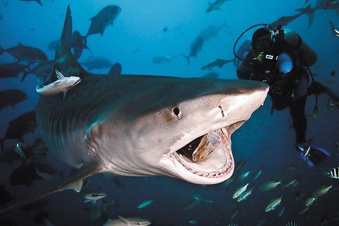Ultimate Shark Encounter Two Tank Dive at The World Famous Beqa Lagoon - Watching bull sharks at close range