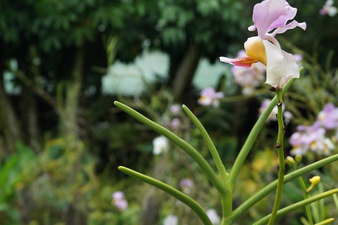 Vuda Lookout, Vesisei Village, Market, Temple & Garden of Sleeping Giant Tour - Garden of the Sleeping Giant: allow time for the orchids